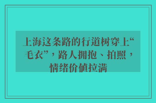 上海这条路的行道树穿上“毛衣”，路人拥抱、拍照，情绪价值拉满