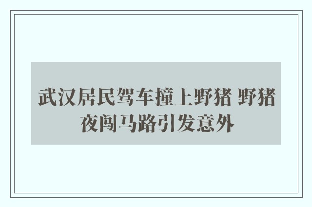 武汉居民驾车撞上野猪 野猪夜闯马路引发意外